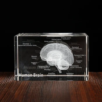 Crystal 3D Мозъка Анатомическая Модел Куб Човешкото Изкуство Орган преспапиета Медицинската Наука Подарък за Спомен за Домашни Декоративни Занаяти